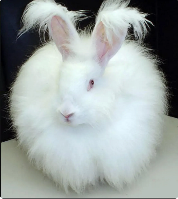 Crazy Soft Angora Bunny Combed Top